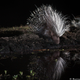 Illustration for article titled 13 Sensational Camera Trap Photos of African Animals At Night